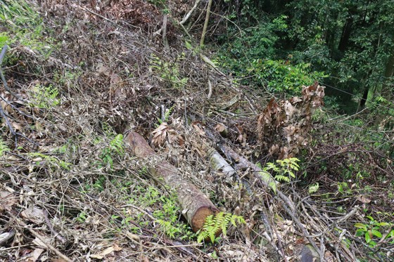 Tỉnh Lâm Đồng chỉ đạo điều vụ phá rừng đặc dụng ở Đà Lạt ảnh 2