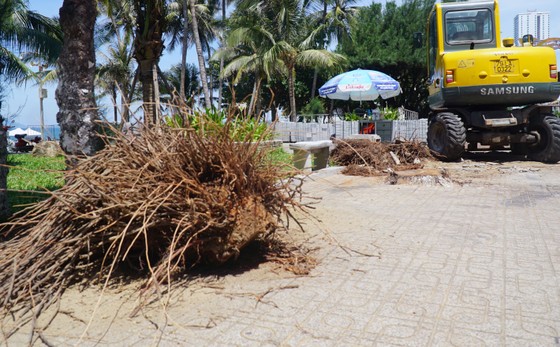 Hơn 40 cây dừa ven biển ở Nha Trang bị đốn hạ ảnh 1