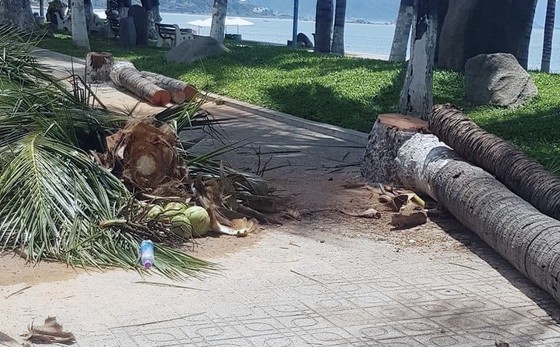 Hơn 40 cây dừa ven biển ở Nha Trang bị đốn hạ ảnh 2