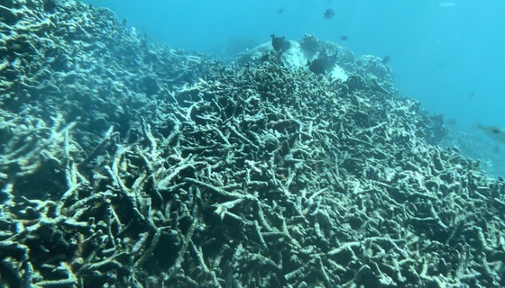 Nha Trang tìm cách phục hồi rạn san hô chết ở biển Hòn Mun ảnh 1