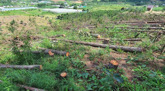 Hàng trăm cây thông bị 'cưa trắng' ở Lâm Đồng ảnh 3