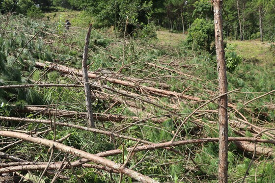 Tỉnh Lâm Đồng chỉ đạo điều tra vụ 'cưa trắng' hàng trăm cây thông ảnh 2