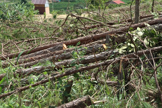 Hàng trăm cây thông bị 'cưa trắng' ở Lâm Đồng ảnh 5