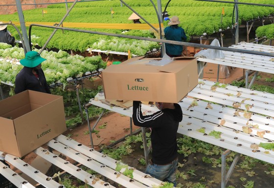 Hơn 800 sản phẩm nông nghiệp Lâm Đồng lên sàn thương mại điện tử ảnh 1