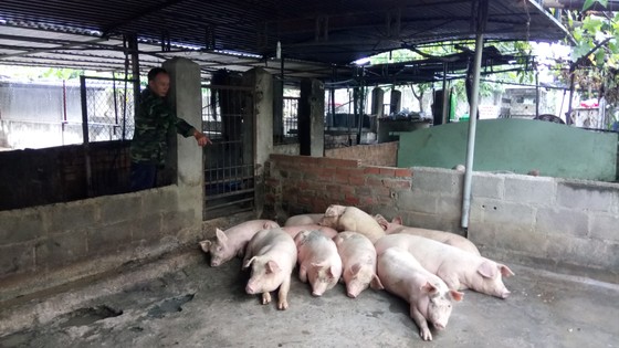  Hàng trăm con heo tại Khánh Hòa chết vì nhiễm bệnh ảnh 1