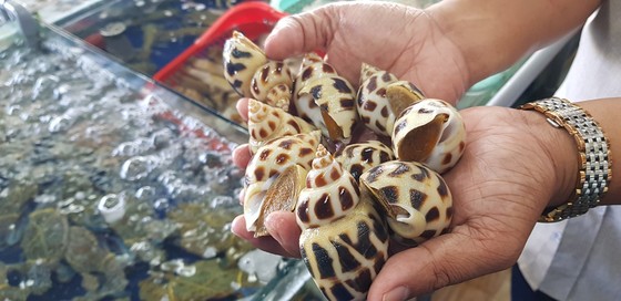 Phạt hành chính chủ nhà hàng bán ốc hương 1,8 triệu đồng/kg ảnh 1