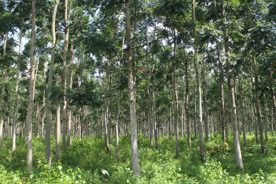 Xuất siêu hơn 4 tỷ USD, cả nước trồng thêm 137.000ha rừng để xuất khẩu ảnh 4