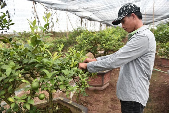 Trồng chanh tứ quý, có nông dân lãi 5 tỷ đồng mỗi năm ảnh 2