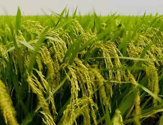 Khẩn cấp cứu 1,1 triệu ha lúa có nguy cơ mắc bệnh cháy lá ảnh 3