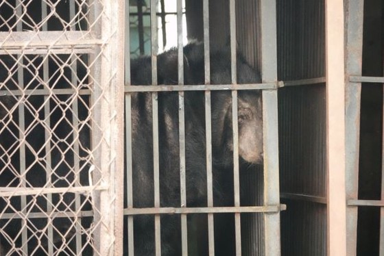 Cứu hộ 2 con gấu bị nuôi nhốt suốt 20 năm ảnh 1