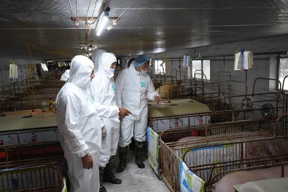 Thái Lan giảm xuất khẩu thịt heo sang Việt Nam ảnh 3