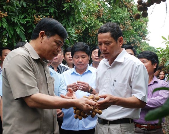Gỡ khó để trái nhãn của Việt Nam dễ dàng xuất khẩu ảnh 2