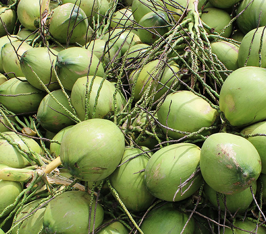 Giá trái cây rẻ “giật mình“: dừa xiêm 60.000 đồng/chục, nhãn lồng 7.000-8.000 đồng/kg ảnh 1