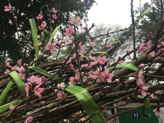 Đào, quất miền Bắc ế ẩm ảnh 3