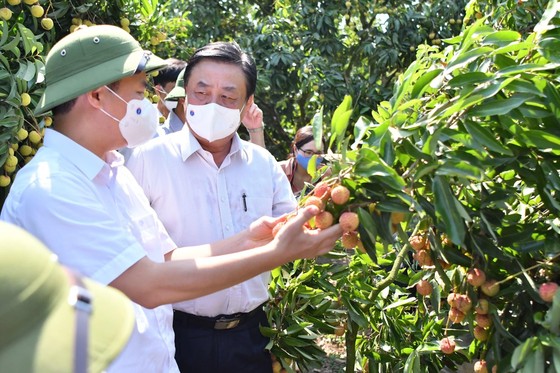 6 sàn thương mại điện tử cùng bán vải thiều ảnh 1