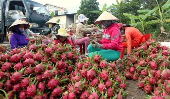 Xuất khẩu thanh long: Tắc đường bộ, chuyển sang đường biển ảnh 1