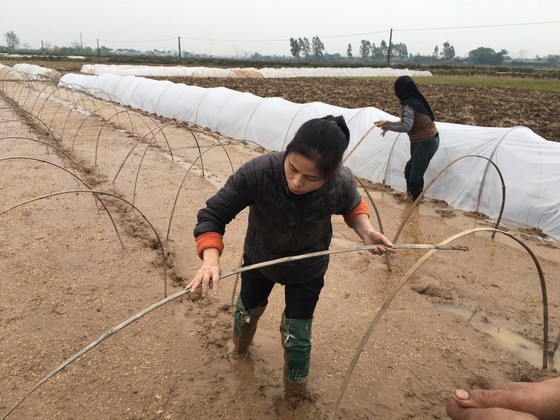 Miền Bắc sắp có đợt rét rất đậm, đe doạ hàng triệu gia súc ảnh 1