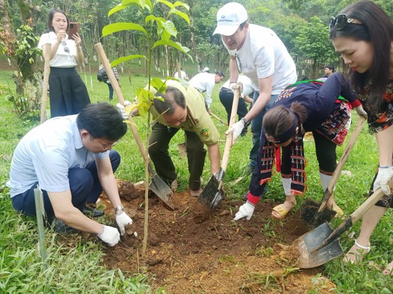 Việt Nam trồng cây để chống sa mạc hoá ảnh 1