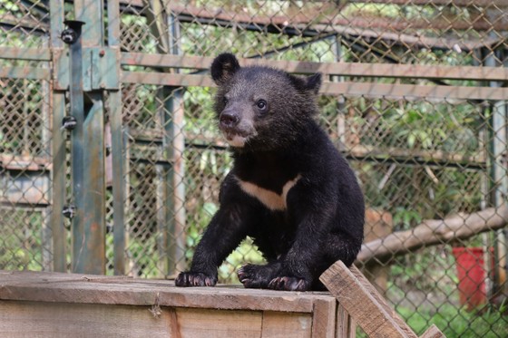 Diễn viên Tăng Thanh Hà nhận nuôi trọn đời 1 con gấu ảnh 1