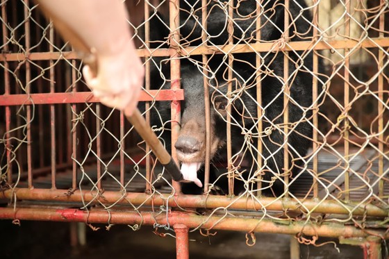 Cứu hộ gấu ngựa bị nuôi nhốt 17 năm ở Nam Định ảnh 3