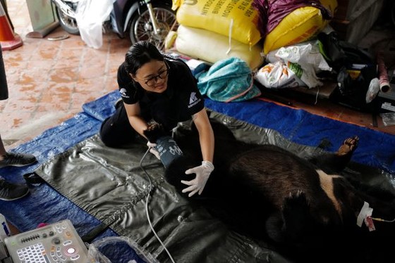Cứu hộ gấu ngựa bị nuôi nhốt 17 năm ở Nam Định ảnh 5