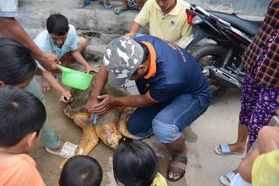 Cứu hộ thành công cá thể rùa biển đi lạc vào Nhà máy Nhiệt điện Vĩnh Tân 2 ảnh 2