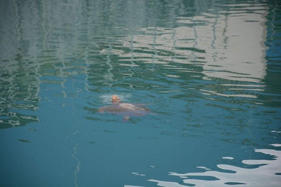 Cứu hộ thành công cá thể rùa biển đi lạc vào Nhà máy Nhiệt điện Vĩnh Tân 2 ảnh 1