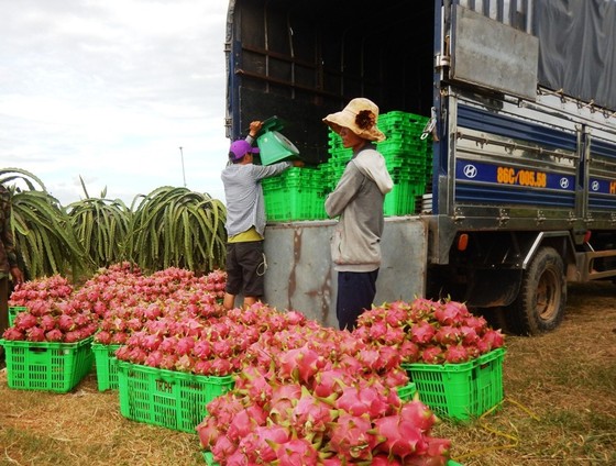 Giá thanh long nghịch vụ chỉ còn 6.000 đồng/kg ảnh 1