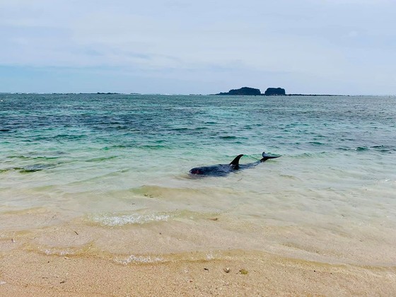 Xúc động cảnh ngư dân đảo Phú Quý giải cứu cá voi dài hơn 2m dạt vào bờ biển  ảnh 3