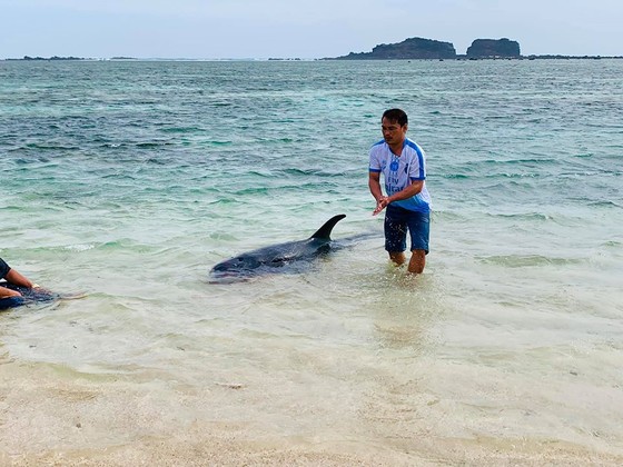 Xúc động cảnh ngư dân đảo Phú Quý giải cứu cá voi dài hơn 2m dạt vào bờ biển  ảnh 2