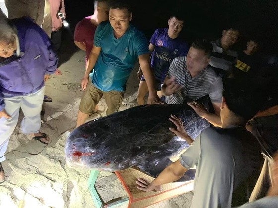 Xúc động cảnh ngư dân đảo Phú Quý giải cứu cá voi dài hơn 2m dạt vào bờ biển  ảnh 1