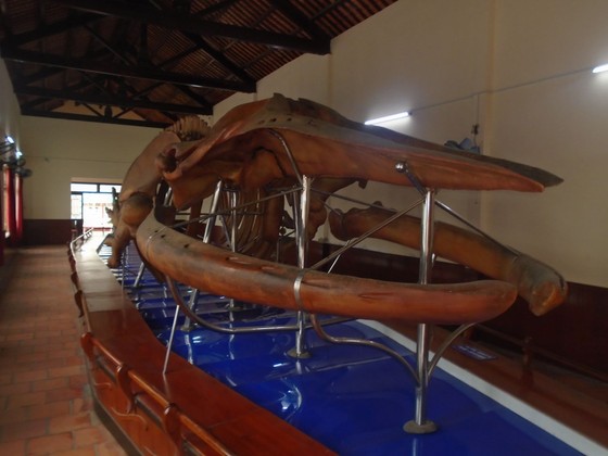 Nơi lưu giữ 100 bộ xương cá voi đón nhận Bằng xếp hạng Di sản Văn hóa phi vật thể cấp quốc gia ảnh 2