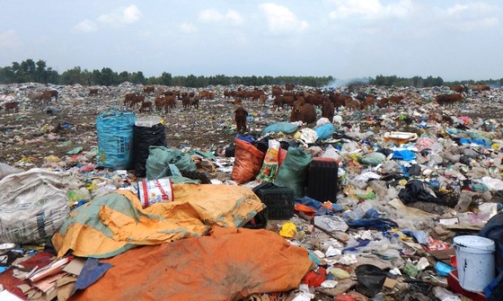 Hàng trăm con bò được chăn thả trên bãi rác lớn nhất thành phố Phan Thiết ảnh 1