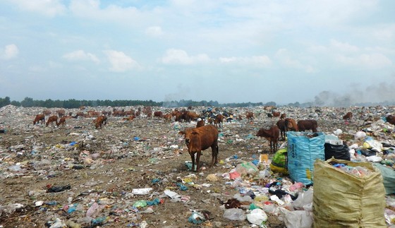 Hàng trăm con bò được chăn thả trên bãi rác lớn nhất thành phố Phan Thiết ảnh 4