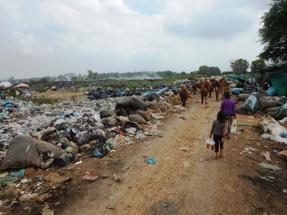 Hàng trăm con bò được chăn thả trên bãi rác lớn nhất thành phố Phan Thiết ảnh 6