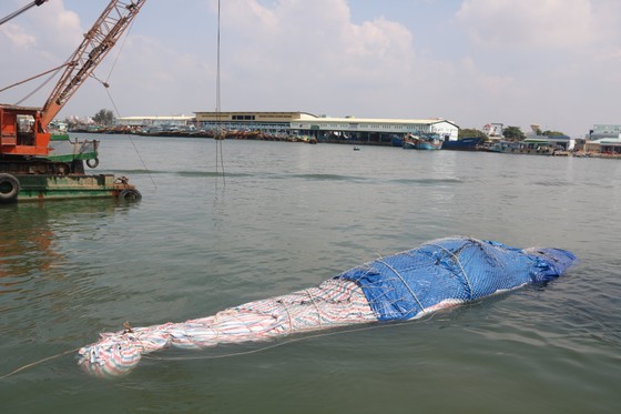Bình Thuận: Cá voi nặng gần 10 tấn, dài 15m lụy ngoài khơi được đưa vào bờ ảnh 1