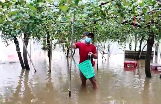 Hàng trăm ngôi nhà ở Ninh Thuận ngập trong biển nước ảnh 3