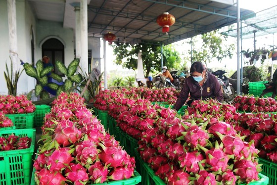 Hiệp hội thanh long Bình Thuận kêu cứu ảnh 2
