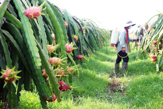 'Thủ phủ' thanh long điêu đứng vì thanh long rớt giá ảnh 1