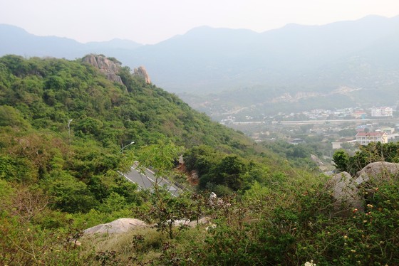 Vinh danh 'Thảo nguyên cây gai' có một không hai tại Việt Nam ảnh 2