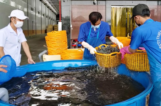 Xuất khẩu tôm chạy đua về đích ảnh 1