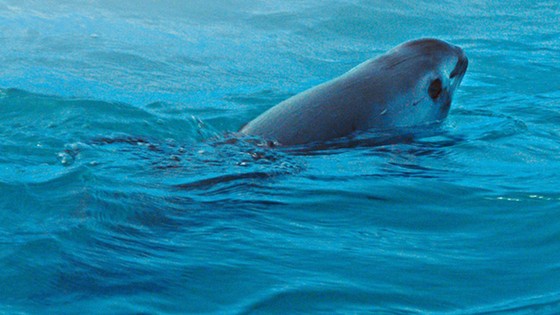 Cá heo vaquita chỉ còn 10 con ảnh 1