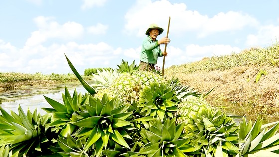 Cánh đồng chưa 'bay' - Bài 4: Kết tinh tài nguyên bản địa tạo thương hiệu nông sản ảnh 2