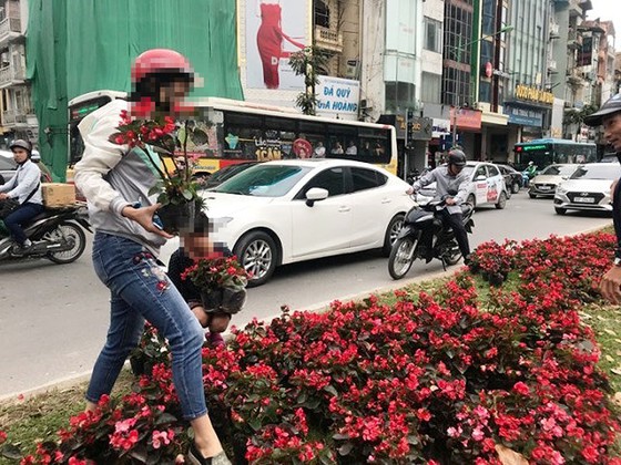 Công ty Công viên cây xanh Hà Nội: Khó thể đảm bảo không tái diễn cảnh "hôi" hoa ảnh 1