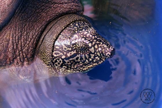 Phát hiện cá thể rùa cái Hoàn Kiếm quý hiếm ở hồ Đồng Mô ảnh 1