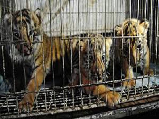 Thừa Thiên - Huế: Săn bắt, giết, nuôi, nhốt động vật rừng trái pháp sẽ bị phạt tới 400 triệu đồng ảnh 2