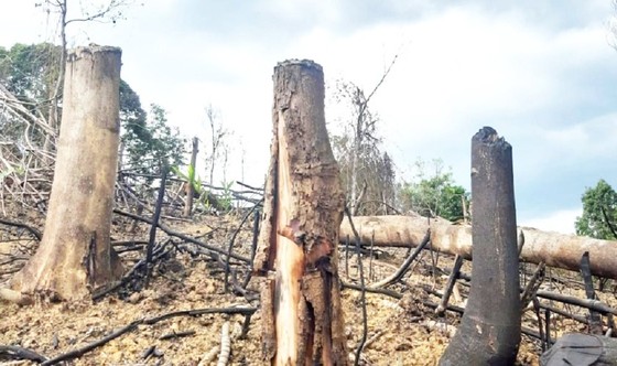 Vì sao Thừa Thiên – Huế để mất 807ha rừng tự nhiên? ảnh 1