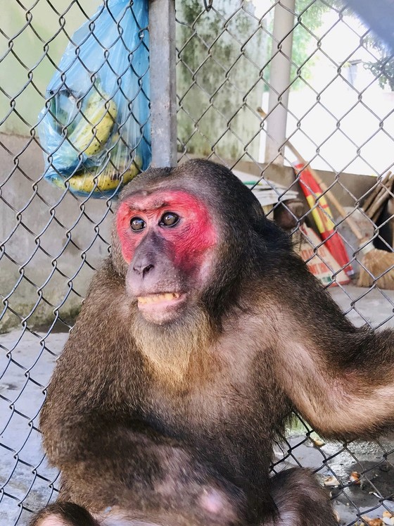 Thừa Thiên - Huế: Người dân tự nguyện giao nộp cá thể khỉ mặt đỏ và khỉ
