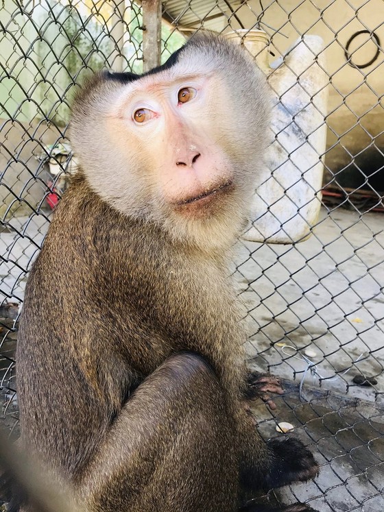 Thừa Thiên - Huế: Người dân tự nguyện giao nộp cá thể khỉ mặt đỏ và khỉ