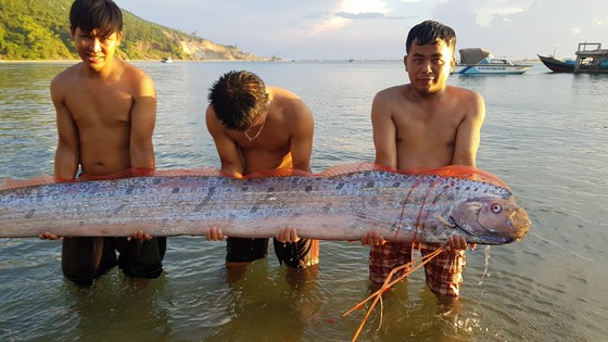 Cá mái chèo dài 3m bơi vào bờ biển Hà Tĩnh ảnh 1